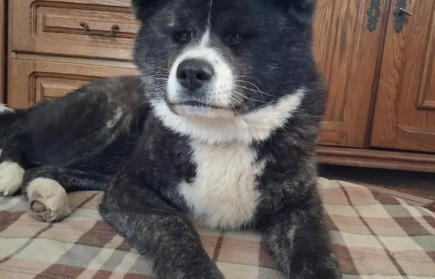 Akita - pręgowane szczenię na sprzedaż ZKWP / FCI 2