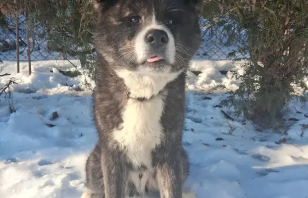 Akita - pręgowane szczenię na sprzedaż ZKWP / FCI 3