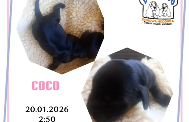 Cocker spaniel angielski 3