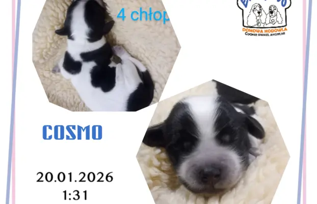 Cocker spaniel angielski 4