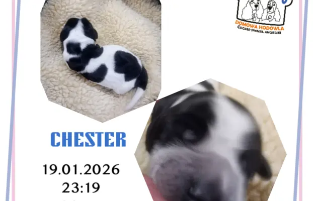 Cocker spaniel angielski 1