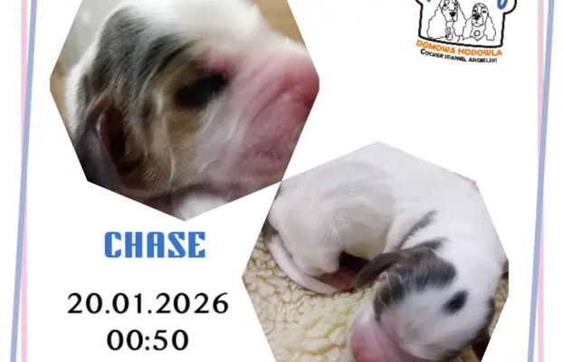 Cocker spaniel angielski 5