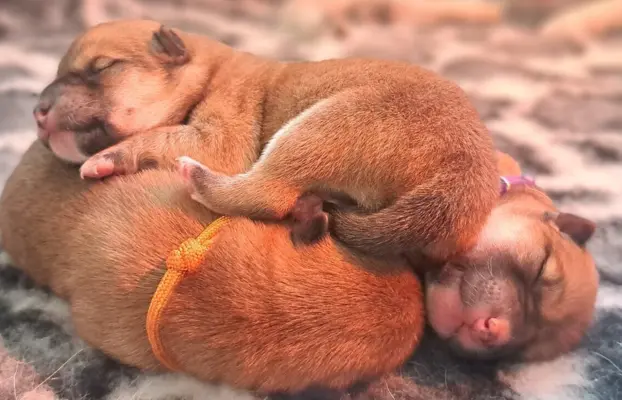 Czerwone suczki Shiba Inu FCI 5