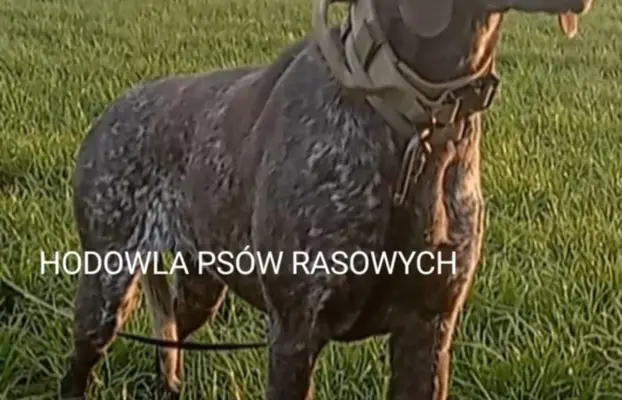 Zapowiedź miotu Szczenięta Wyżła niemieckiego 1