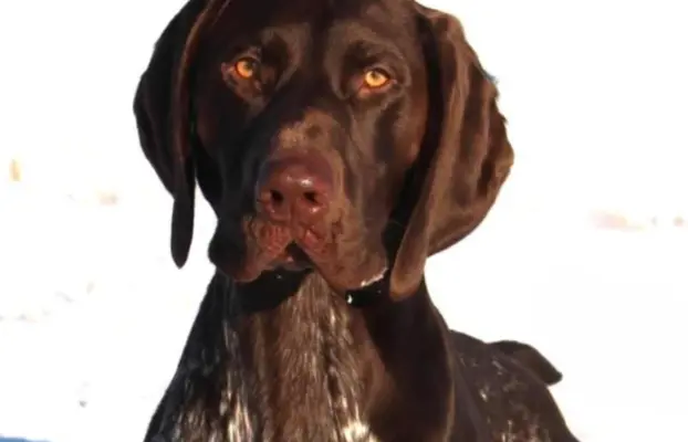 Zapowiedź miotu Szczenięta Wyżła niemieckiego 4