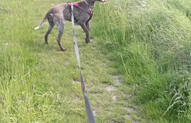 Zapowiedź miotu Szczenięta Wyżła niemieckiego 2