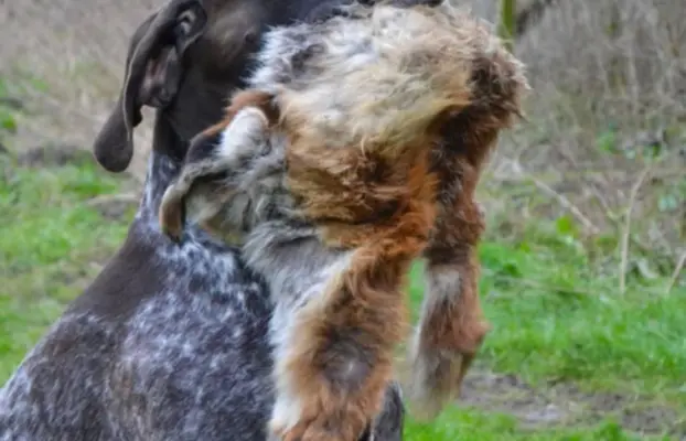 Zapowiedź miotu Szczenięta Wyżła niemieckiego 3