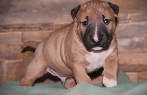 Bulterier Miniaturowy ZKwP/FCI 1