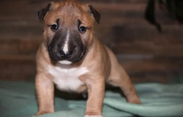 Bulterier Miniaturowy ZKwP/FCI 5