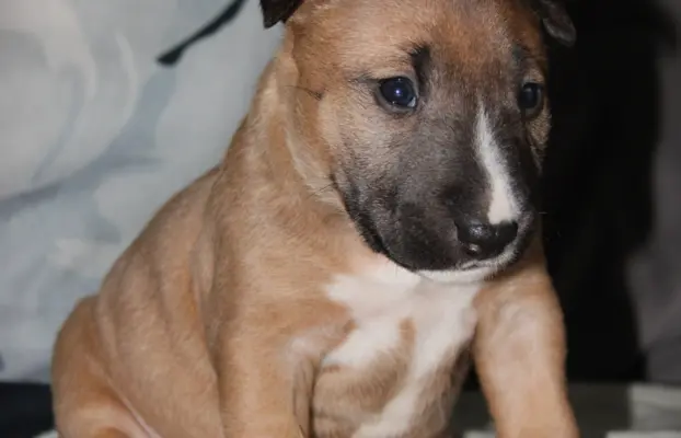 Bulterier Miniaturowy ZKwP/FCI 2