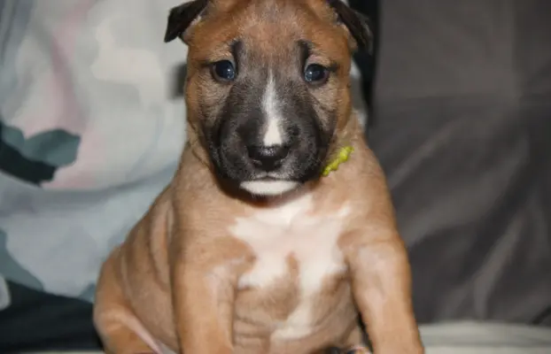 Bulterier Miniaturowy ZKwP/FCI 6