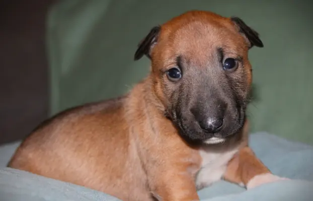 Bulterier Miniaturowy ZKwP/FCI 3