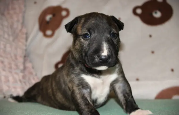 Bulterier Miniaturowy ZKwP/FCI 4