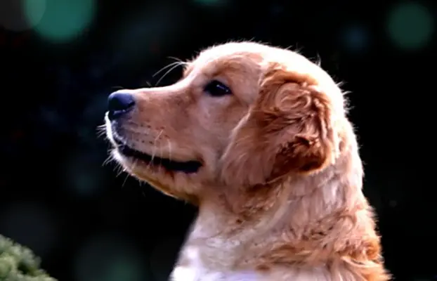 GOLDEN RETRIEVER-typ amerykański, złote, ZKwP/FCI 1
