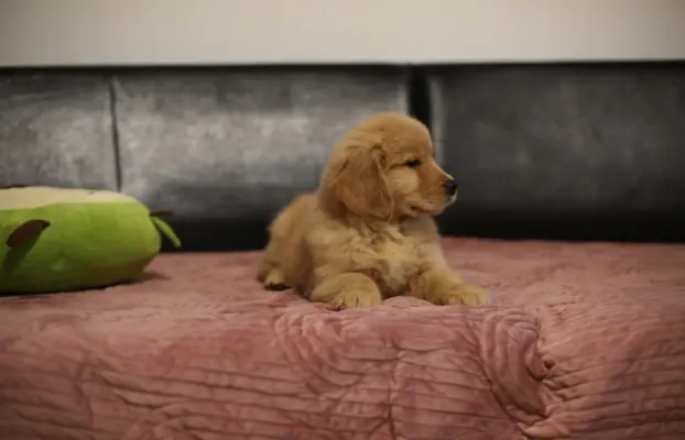 GOLDEN RETRIEVER-typ amerykański, złote, ZKwP/FCI 2