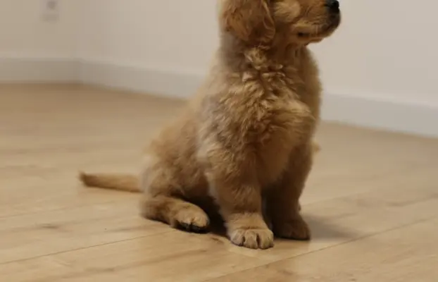 GOLDEN RETRIEVER-typ amerykański, złote, ZKwP/FCI 3