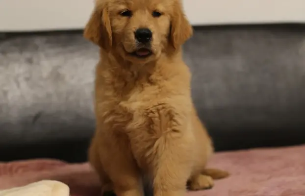 GOLDEN RETRIEVER-typ amerykański, złote, ZKwP/FCI 4