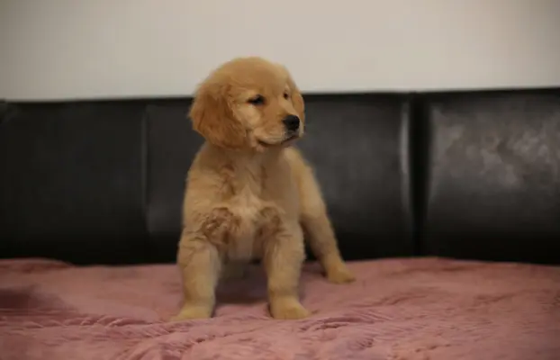 GOLDEN RETRIEVER-typ amerykański, złote, ZKwP/FCI 5