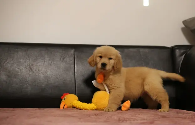 GOLDEN RETRIEVER-typ amerykański, złote, ZKwP/FCI 6