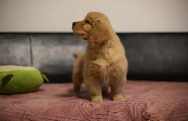 GOLDEN RETRIEVER-typ amerykański, złote, ZKwP/FCI 8