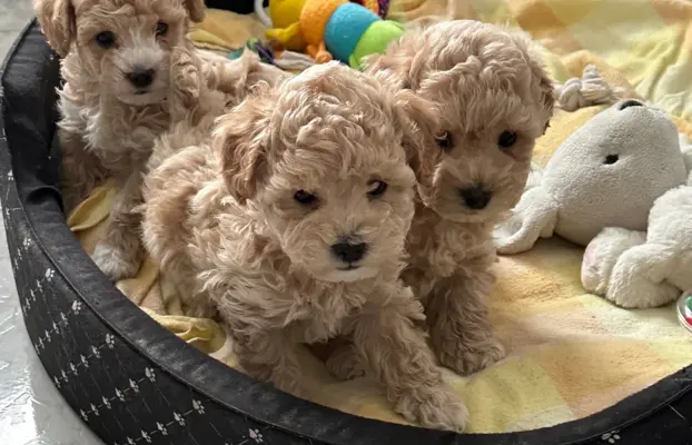 Poochon Bichpoo Maltipoo 5
