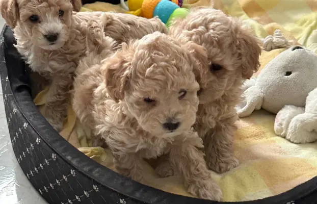 Poochon Bichpoo Maltipoo 6