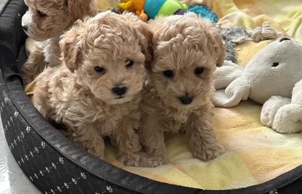 Poochon Bichpoo Maltipoo 10