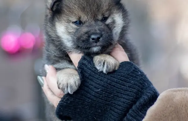 Sezamowy samiec SHIBA 1