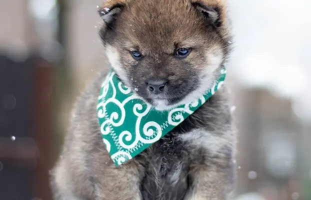 Sezamowy samiec SHIBA 2