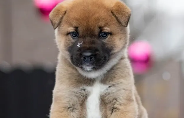 Ruda suczka KOREA JINDO DOG 2