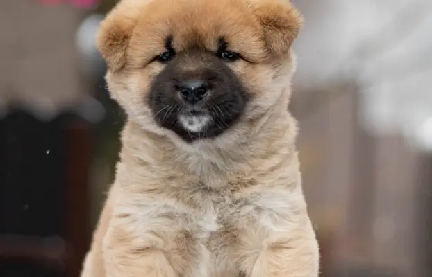 Ruda suczka KOREA JINDO DOG 1