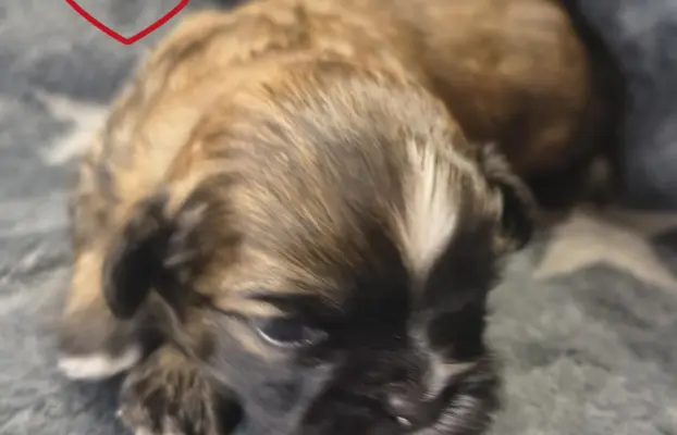 Przepiękny piesek shih tzu. 2