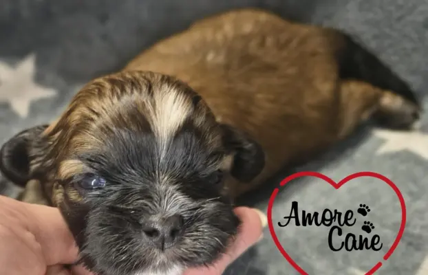 Przepiękny piesek shih tzu. 3