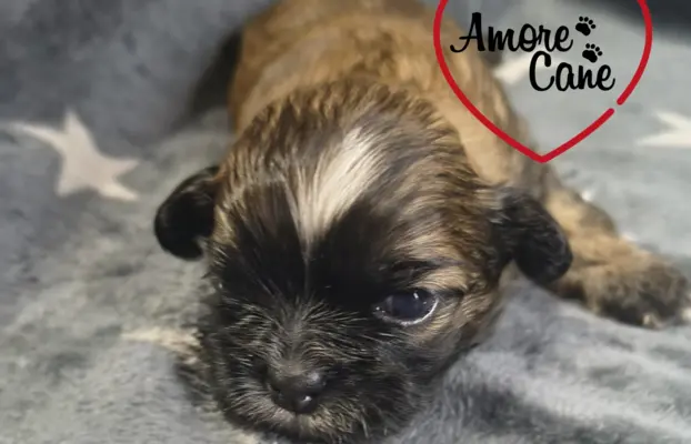 Przepiękny piesek shih tzu. 1