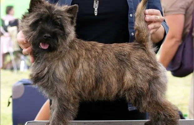 Cairn Terrier - rodowodowe (ZKwP/FCI) szczenięta 2