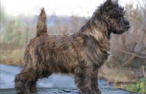 Cairn Terrier - rodowodowe (ZKwP/FCI) szczenięta 3
