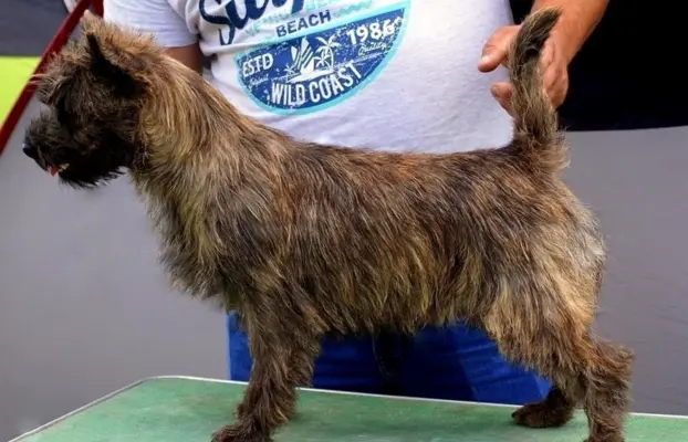 Cairn Terrier - rodowodowe (ZKwP/FCI) szczenięta 4