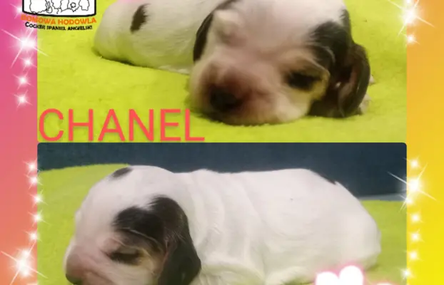 Cocker spaniel angielski 1