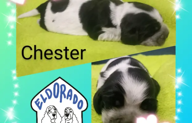 Cocker spaniel angielski 5