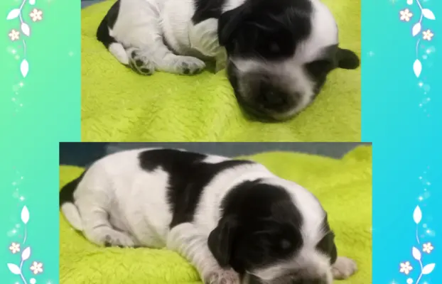 Cocker spaniel angielski 4