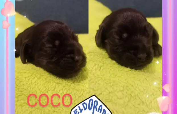 Cocker spaniel angielski 2