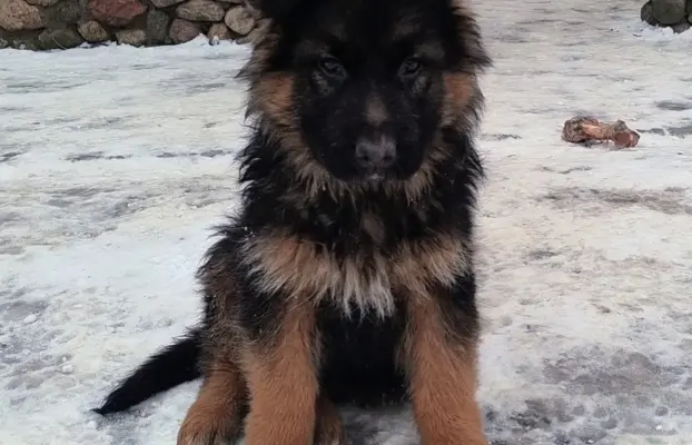 Owczarki Niemieckie długowłose 1