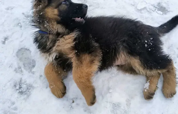 Owczarki Niemieckie długowłose 2