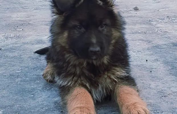 Owczarki Niemieckie długowłose 3