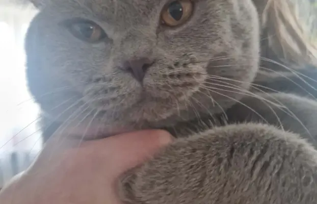 Reproduktor kocur Brytyjski krótkowłosy 2