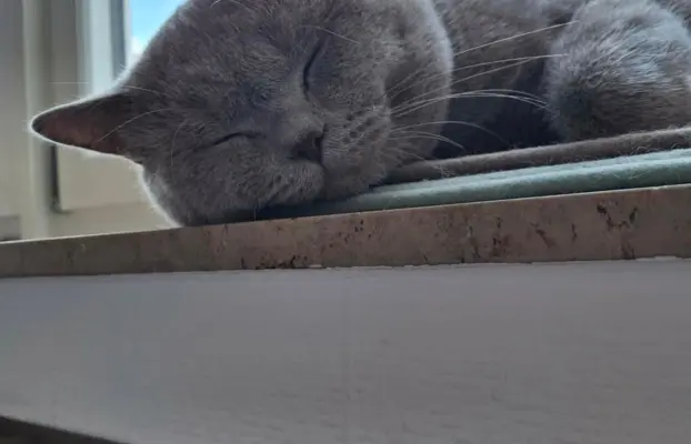 Reproduktor kocur Brytyjski krótkowłosy 3