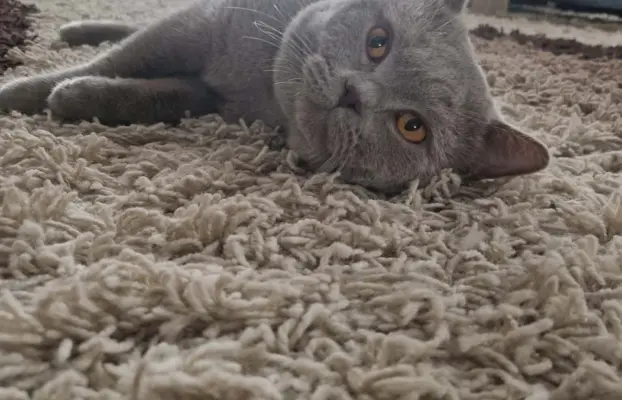 Reproduktor kocur Brytyjski krótkowłosy 5