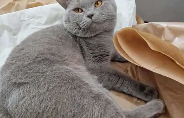 Reproduktor kocur Brytyjski krótkowłosy 1