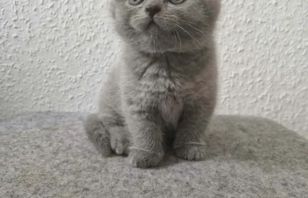 Reproduktor kocur Brytyjski krótkowłosy 8