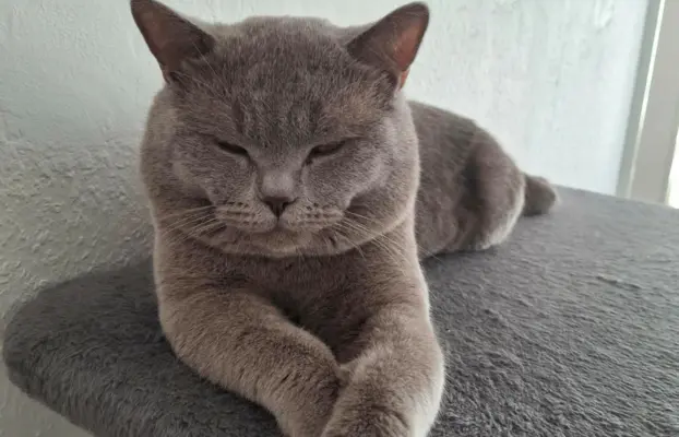 Reproduktor kocur Brytyjski krótkowłosy 6